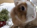 Hurley's profile on Petfinder.com