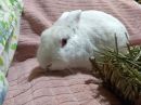 Jasmine's profile on Petfinder.com