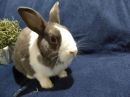 Peanutty's profile on Petfinder.com