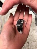 Rocky's profile on Petfinder.com