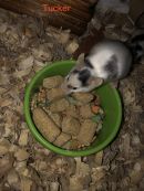 Tucker's profile on Petfinder.com