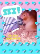 Kiwi's profile on Petfinder.com