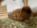 Tuck & Linnie's profile on Petfinder.com