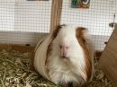 Linnie & Tuck's profile on Petfinder.com