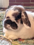 Donatello & Bugs's profile on Petfinder.com