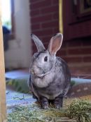 Bugs & Donatello's profile on Petfinder.com