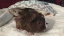 George & Michael's profile on Petfinder.com